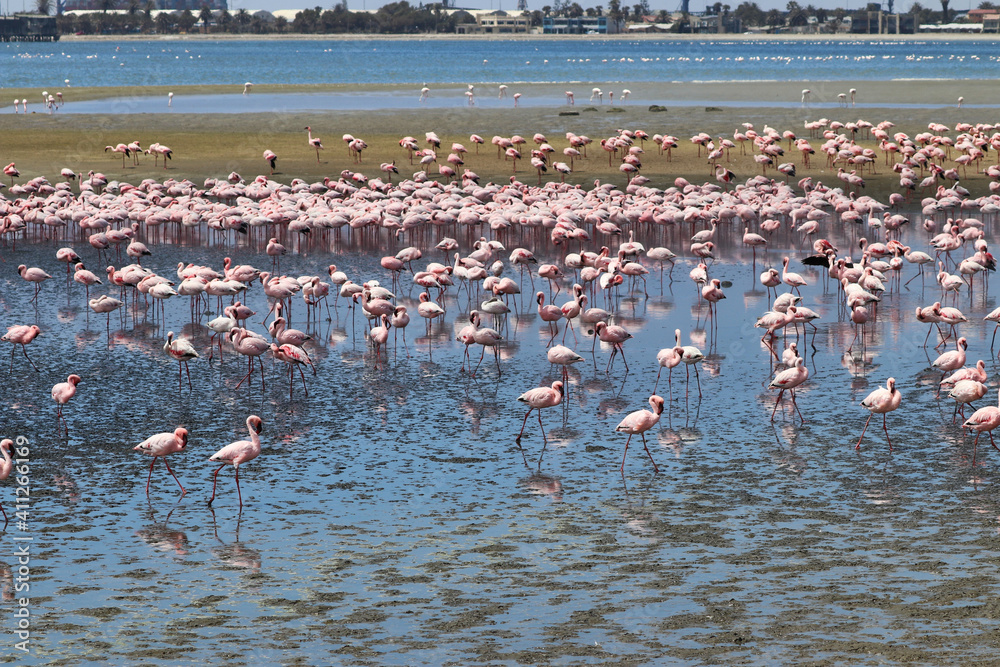 Fototapeta premium Pink Flamingos - Walvis Bay, Namibia, Africa