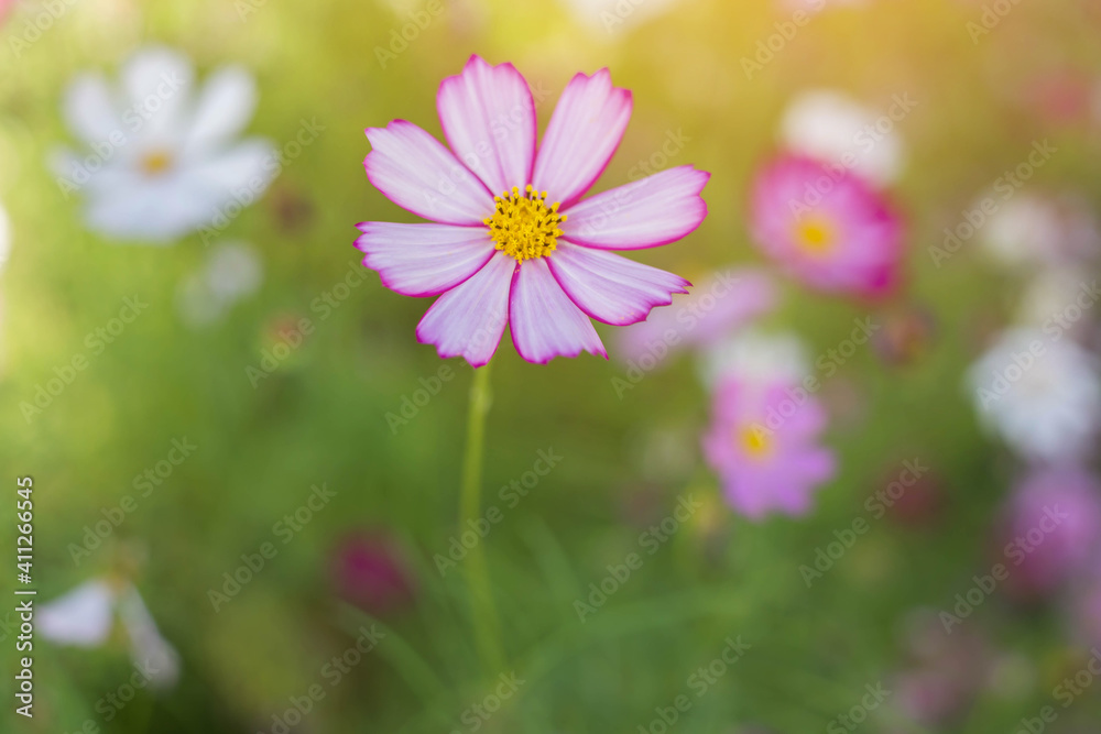 White and pink cosmos flowers