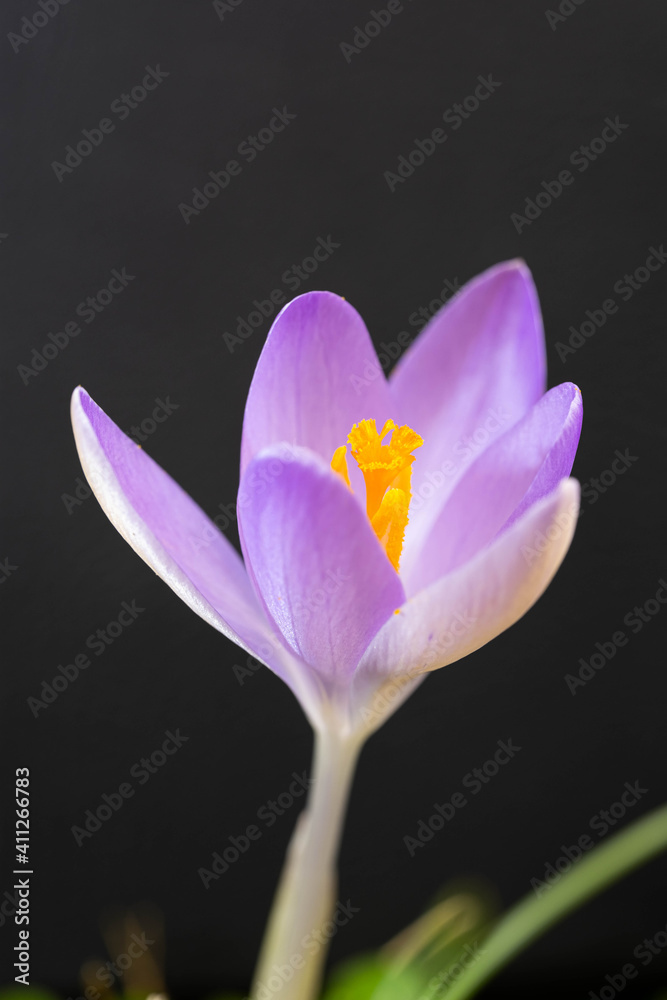 Fototapeta premium Krokus