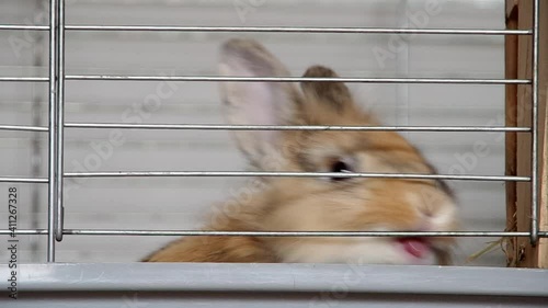 Dwarf rabbit in a cage bites a cage
