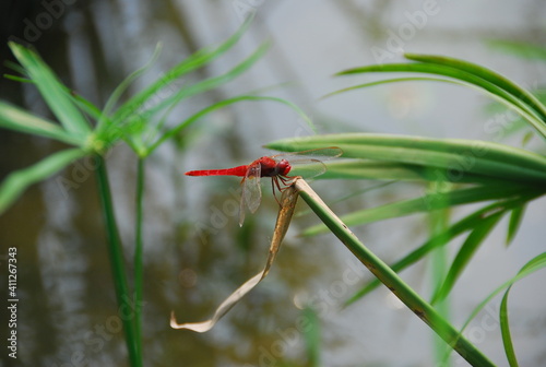 red dragonfly on a green leaf