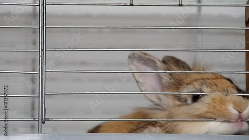 Dwarf rabbit in a cage bites a cage
