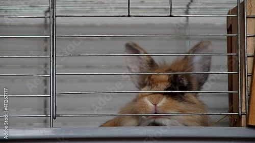 Dwarf rabbit in a cage bites a cage

