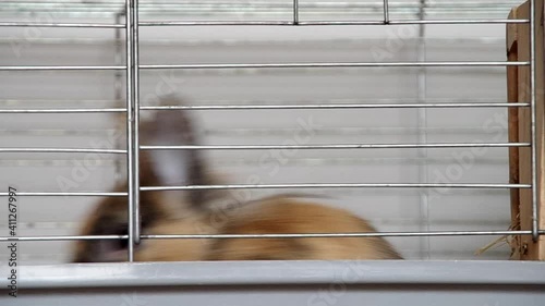 Dwarf rabbit in a cage bites a cage
