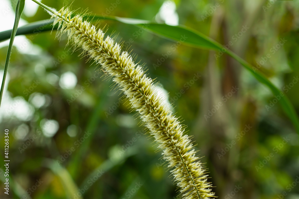 White grass catkin flowers with green or Hazel branch with catkins