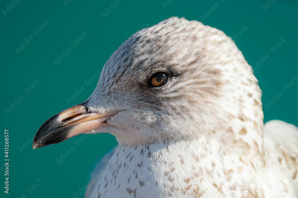 seagull gets a close up head shot on a cold winter day seagull gets a close up head shot on a cold winter day