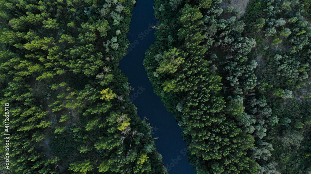 Top view of green dense forest with tall trees. The river flows directly between the trees. Ukraine