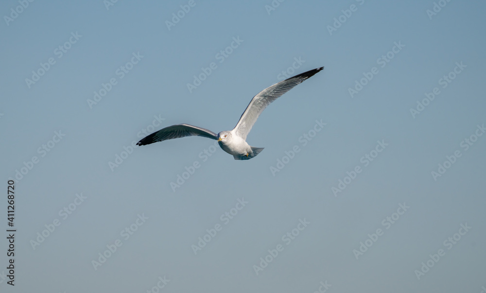seagull soars with wings spread on a vibrant sunny day in winter seagull soars with wings spread on a vibrant sunny day in winter