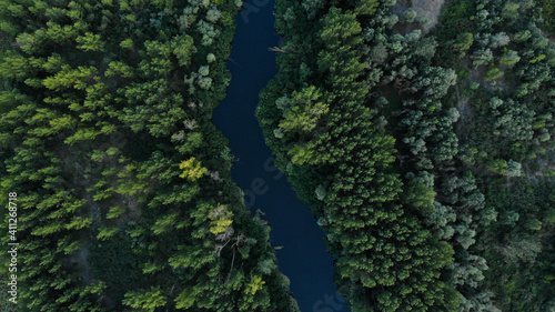 Top view of green dense forest with tall trees. The river flows directly between the trees. Ukraine