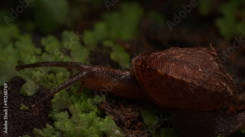 snail