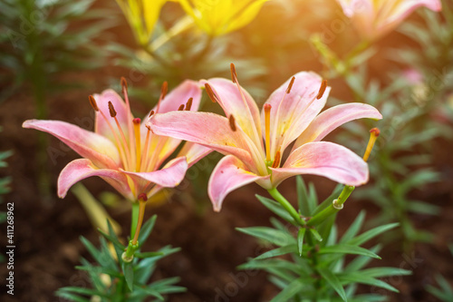 Pink lilies planted