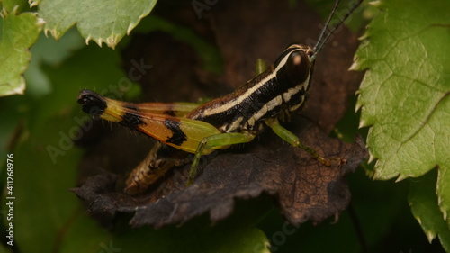 grasshopper on a leaf