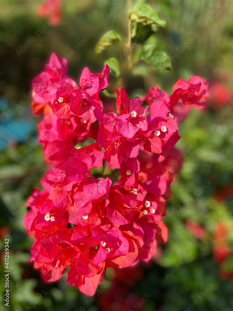 Bunch of Red Flower Bunch of Red Flower