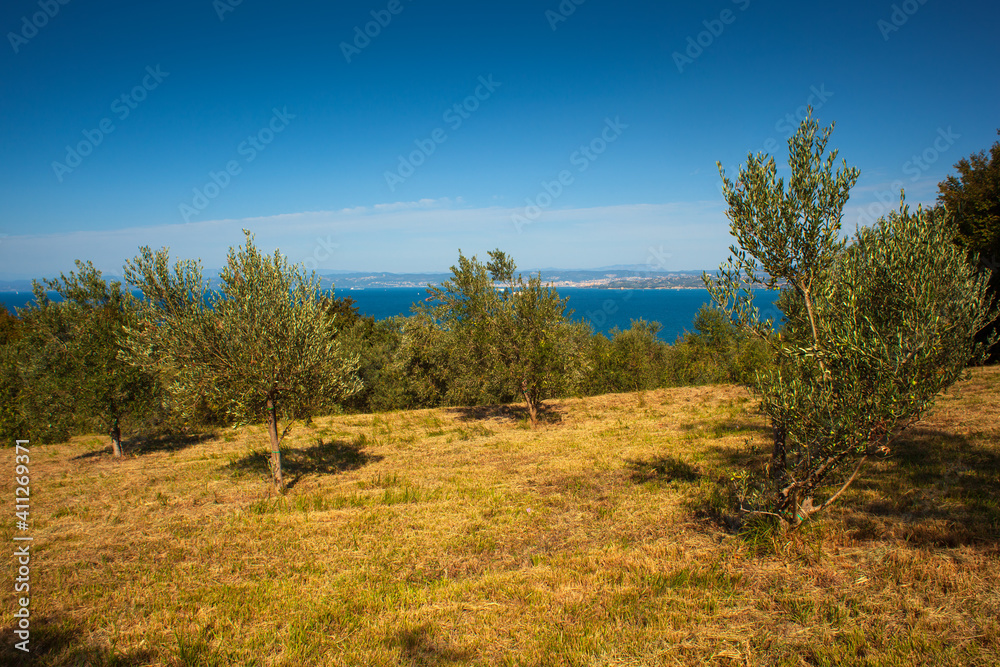 View of olive groove next to the Adriatic sea in Strunjan