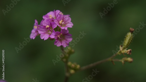 pink flower