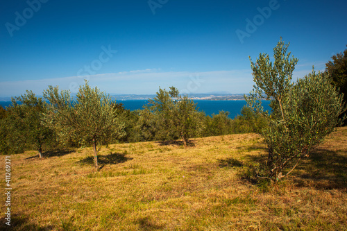View of olive groove next to the Adriatic sea in Strunjan