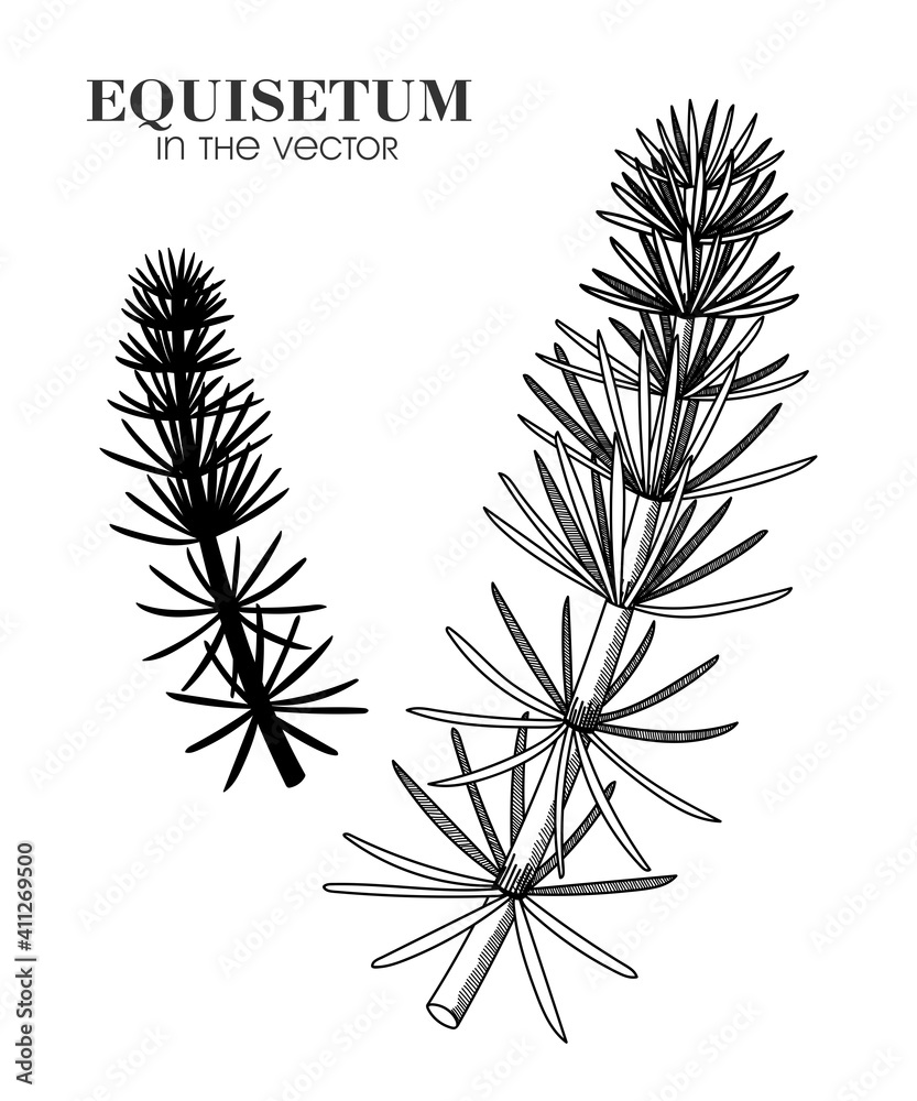 SKETCH OF HORSETAIL ON A WHITE BACKGROUND SKETCH OF HORSETAIL ON A WHITE BACKGROUND