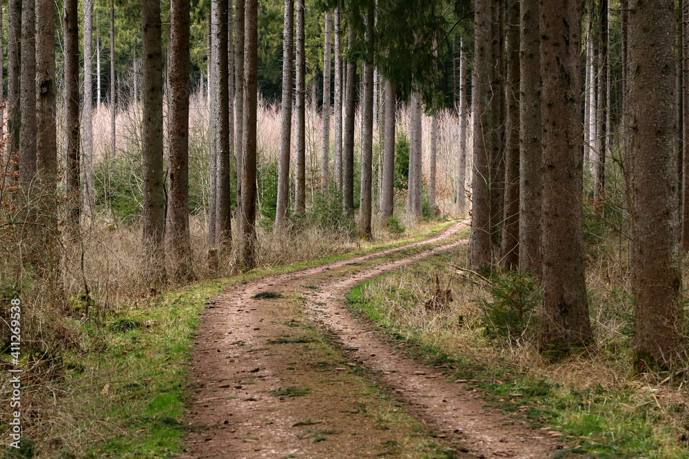 Dirt road in the forest among tall trees Dirt road in the forest among tall trees