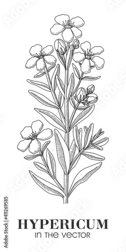 A SKETCH OF THE HYPERICUM ON A WHITE BACKGROUND photo