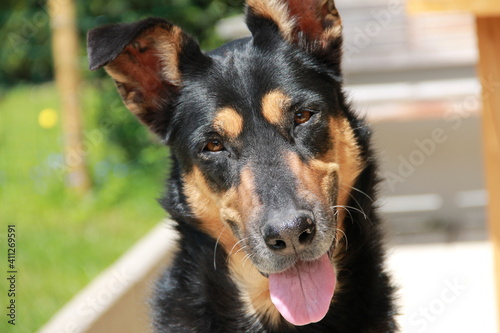 portrait of a dog