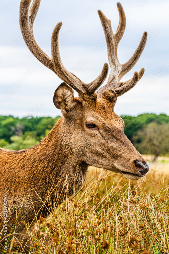 Clouse up of a male deer on the fields of Richmoond near London, UK. Head of a red deer in the wild Clouse up of a male deer on the fields of Richmoond near London, UK. Head of a red deer in the wild
