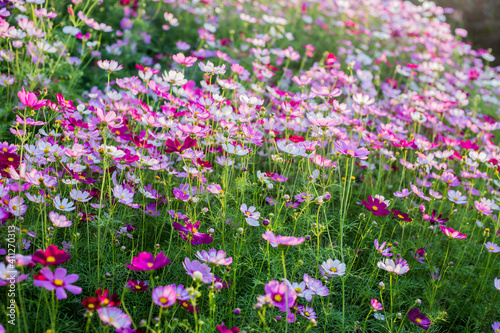 cosmos flowers in the flower garden with sunset