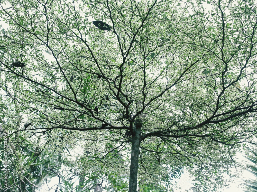 Fototapeta premium a tree like roots full of branches