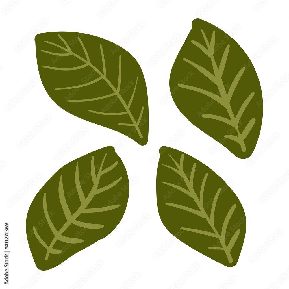 Hand drawn vector illustration. Green Basil Isolated On White Background. Ingridient for pizza. Italian herbs. Hand drawn vector illustration. Green Basil Isolated On White Background. Ingridient for pizza. Italian herbs.