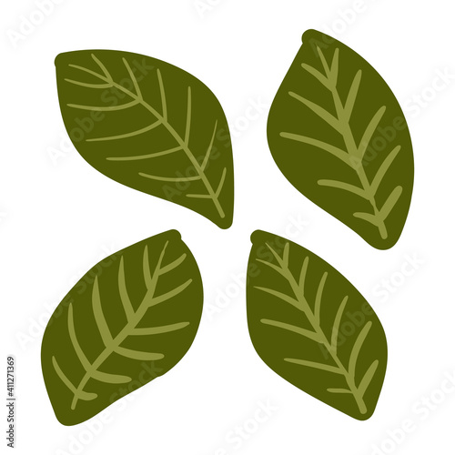 Hand drawn vector illustration. Green Basil Isolated On White Background. Ingridient for pizza. Italian herbs.