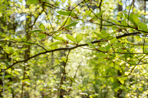 Beech tree green foliage