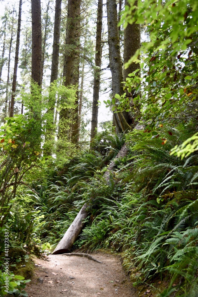 Fototapeta premium a path in a west coast rain forest