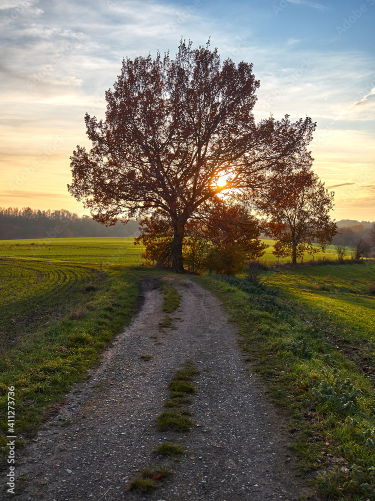 The setting sun is hiding behind the tree crown. A beautiful autumn sunset in the German town of Heiligenhaus. A dirt road and green fields lit by the sun's rays. Autumn landscape The setting sun is hiding behind the tree crown. A beautiful autumn sunset in the German town of Heiligenhaus. A dirt road and green fields lit by the sun's rays. Autumn landscape
