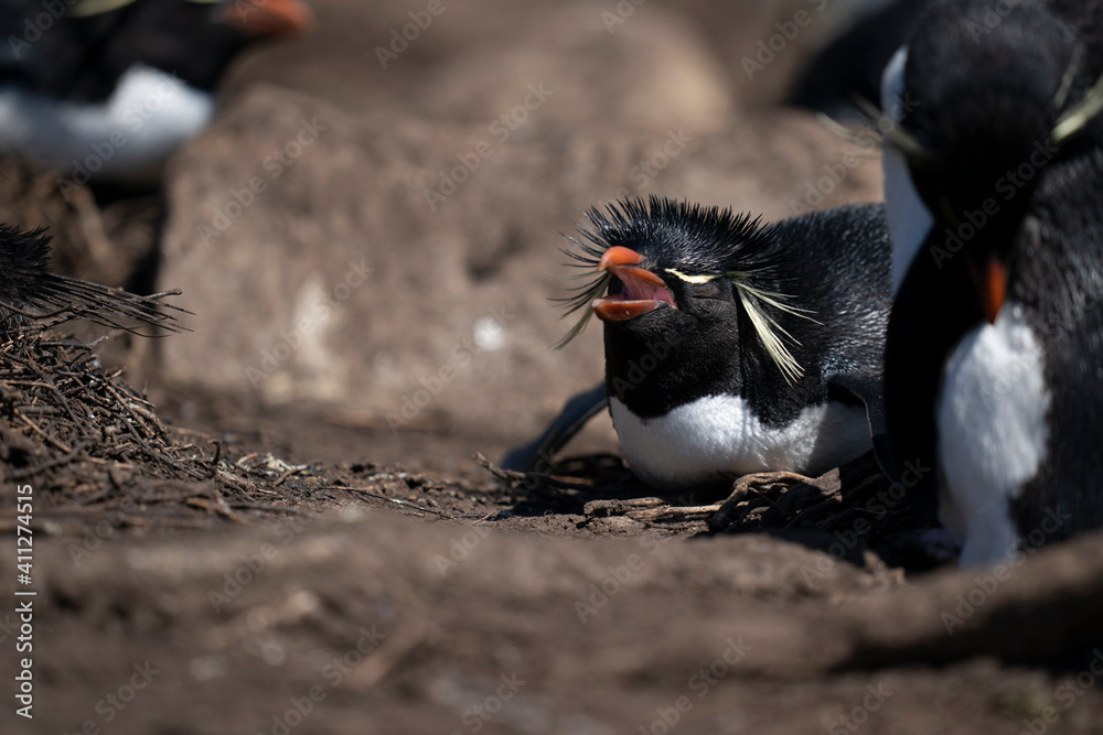 Naklejka premium The Rockhopper Penguin (Eudyptes chrysocome)