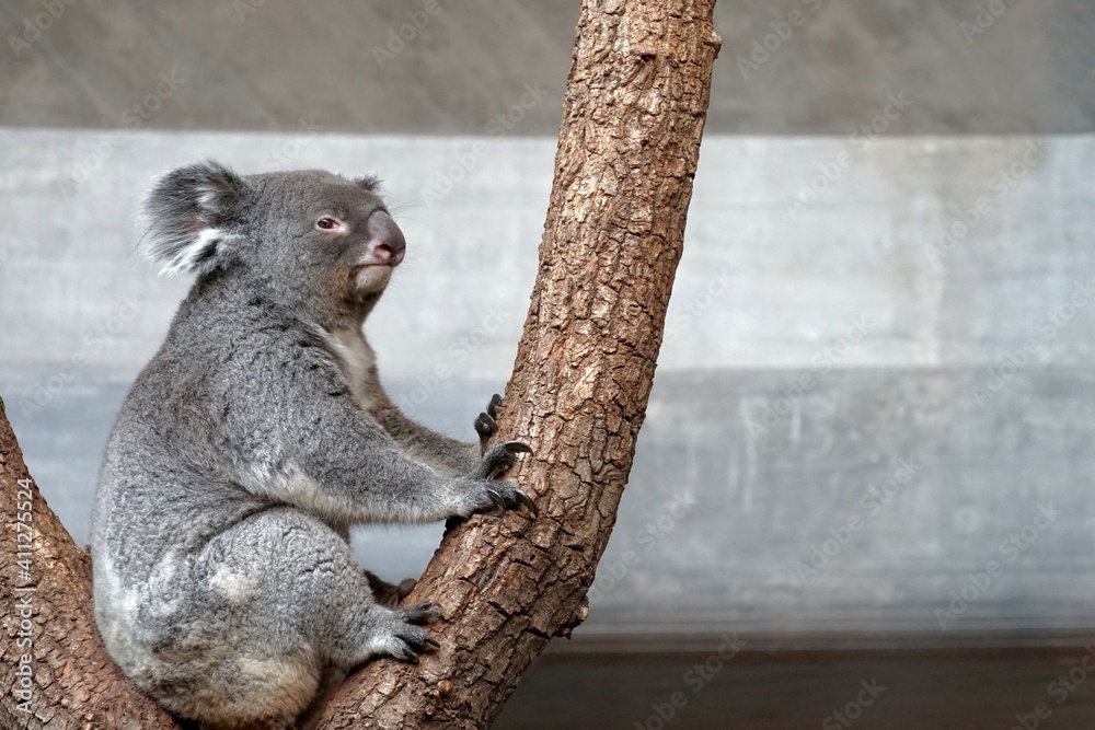 Fototapeta premium Koala looking at the camera. It is sitting in the tree branches in lateral view, with head slightly turned to the right. In Latin it is called Phascolarctos cinereus. It has sleepy facial expression.