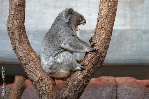 Koala, in Latin called Phascolarctos cinereus sitting in the tree branches in lateral view, yawning, its mouth is wide open with front feet leading on the tree. It looks sleepy.