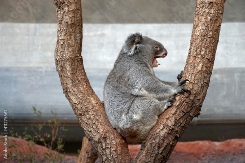 Photography Koala yawning, its mouth is wide open