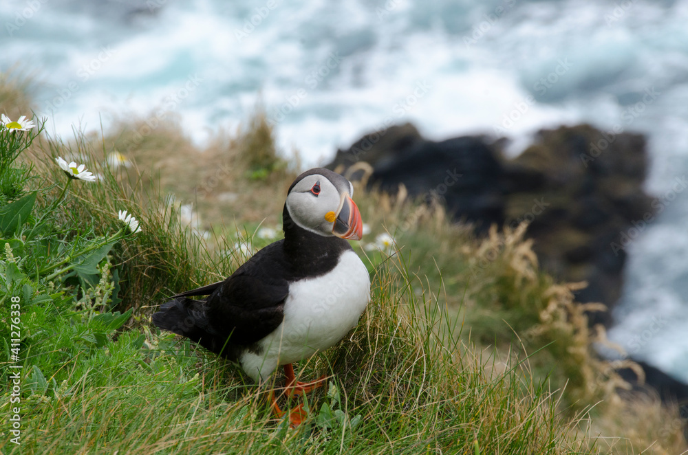 Fototapeta premium Atlantic Puffin