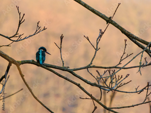 Eisvogel - Kingfisher