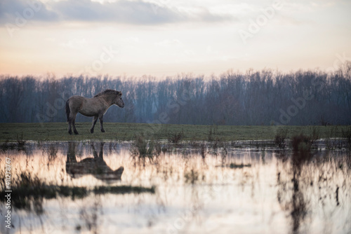reflections of a horse