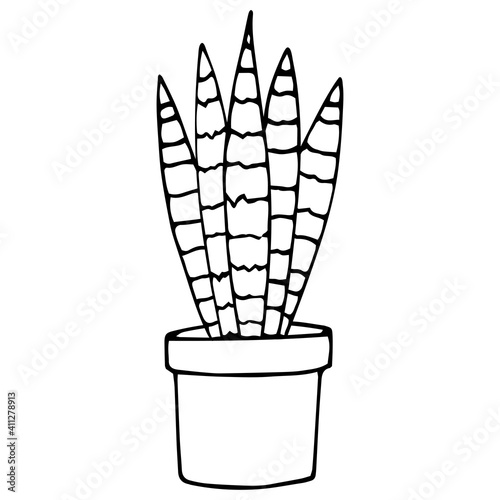 Doodle vector illustration of Potted Sansevieria plant isolated on white. Home plant. Hand drawn simple element of interior. For greeting card, poster, collage, wrapping, book illustration. 