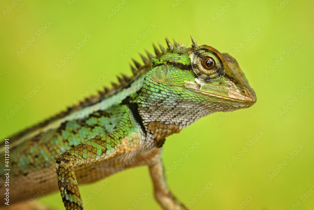 Obraz premium Emma Gray's Forest Lizard - Calotes emma, beautiful colored lizard from Southeast Asian forests, Thailand.