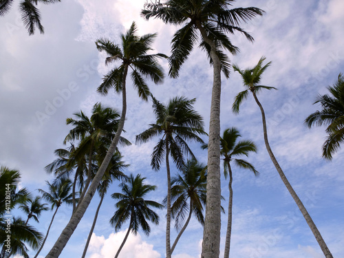 Palms in the Caribbean © Susana