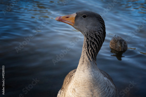 Gray geese on the lake