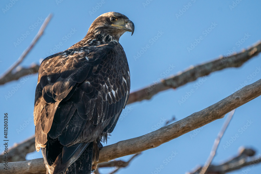 Juvenile Bald Eagle Juvenile Bald Eagle
