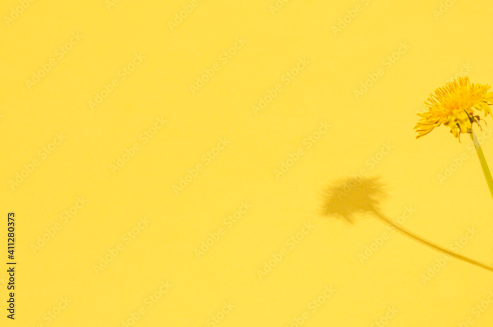 Dandelion flower with hard shadows on a yellow background. Seasonality concept, spring. Flat lay, copy space, place for text.