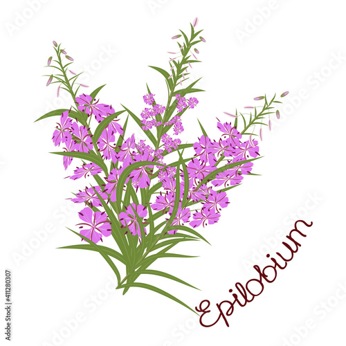 Fireweed (Rosebay Willowherb), Willow-herb, ivan-tea Medicinal plant. Fireweed, Willow-herb, ivan-tea Medicinal plant. Inscription with name of plant. Vector illustration isolated, white background