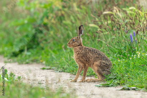 Brown Hare.  Close up of a sitting adult hare in Summer, facing left in natural farmland habitat with colourful wild flowers. Scientific name: Lepus Europaeus.  Horizontal.  Space for copy. © Moorland Roamer