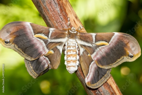 Ailanthus silkmoth (Samia cynthia), butterfly with large wings on trunk in a natural park in India. photo