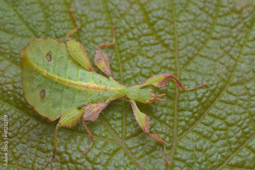 Phyllium mabantai extreme insect macro  photo