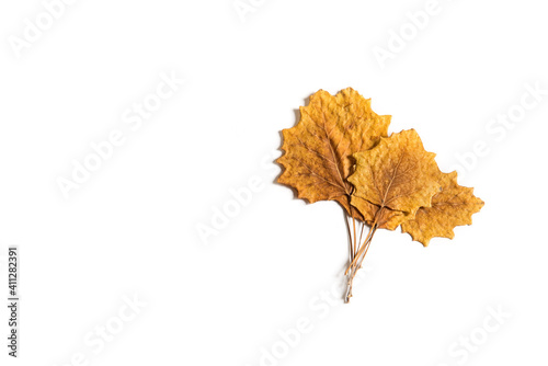 Dried autumn cottonwood leaves isolated on the white background. Herbarium. Autumn background.